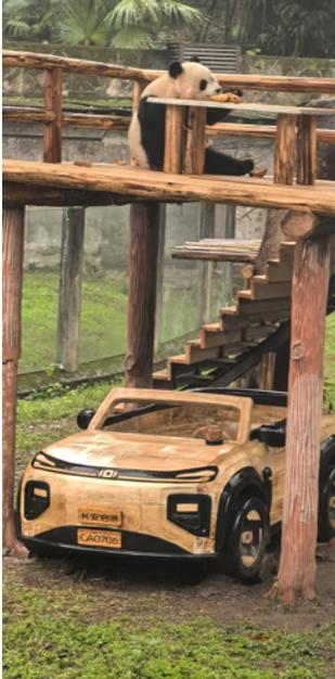 40余岁女子为每天见大熊猫移居重庆 从“猫粉”到守护者的故事