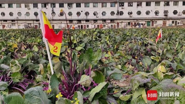 两根菜薹卖18888元 公司：已下架 天价蔬菜引发热议