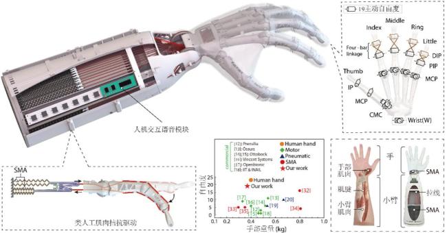 中国科大成功研发19自由度仿生灵巧手