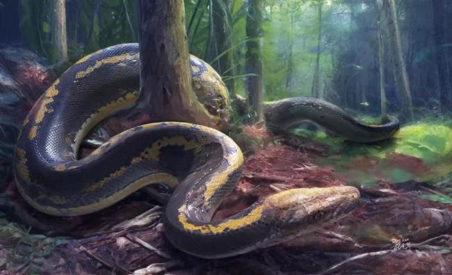 蛇为啥会把四肢进化没了