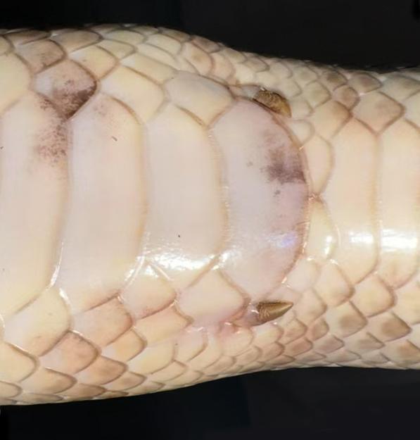 蛇为啥会把四肢进化没了 适应地下生活