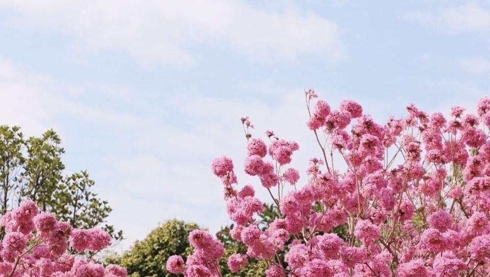 这个春节，在广州番禺做最快乐的赏花人！