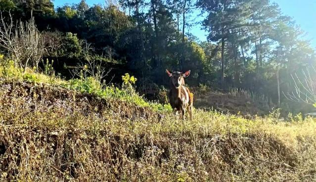 云南发现“四不像”奇特动物