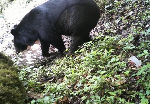 云南发现“四不像”奇特动物 中华鬣羚再现山林