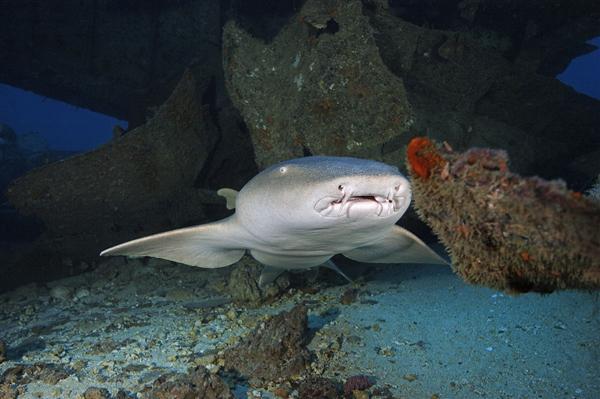 女歌手与鲨鱼共游被咬伤_女子被鲨鱼咬掉手臂_女尸被鲨鱼咬成一半