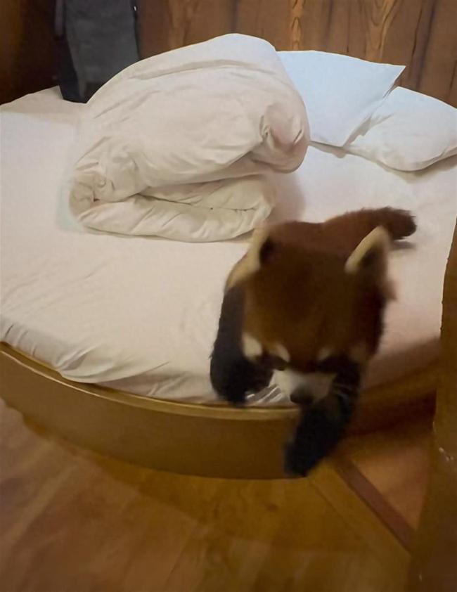 男子住动物园酒店 被小熊猫进屋咬伤