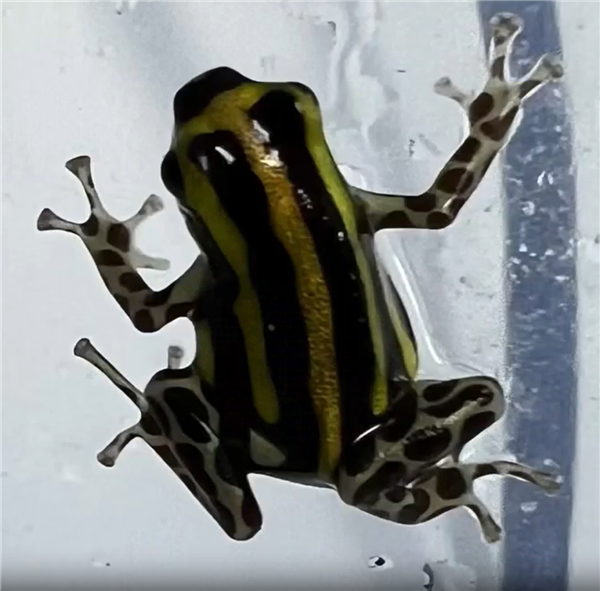 瞬间致命且无解药:海关截获世界上毒性最强活体毒蛙