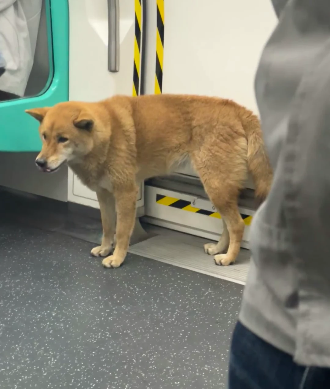 幼儿园开学第一天场面已失控_幼儿园开学哭闹视频_幼儿园开学哭闹案例