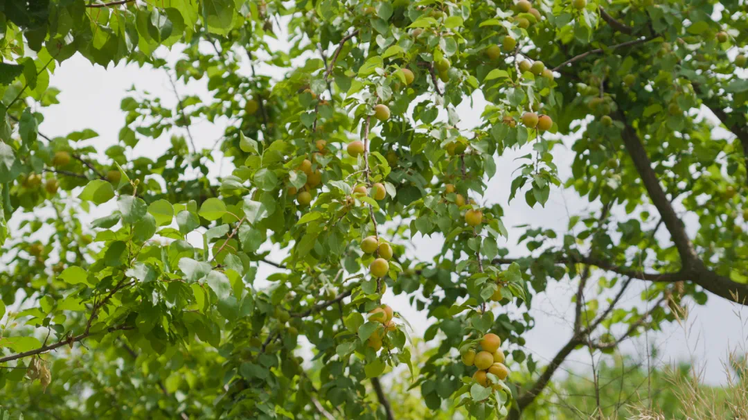 青山绿水间白云已走远是什么歌_绿水青山间_电视剧爱在青山绿水间