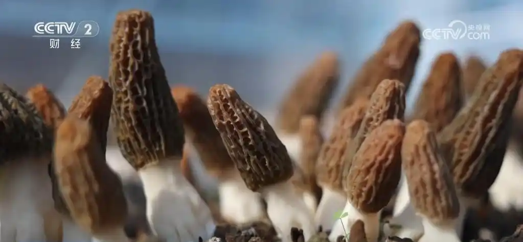 田野交响乐_奏响田园交响曲_希望田野奏响春耕春管“交响曲”