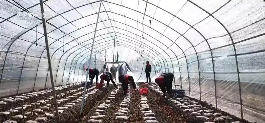 希望田野奏响春耕春管“交响曲”_田野交响乐_奏响田园交响曲