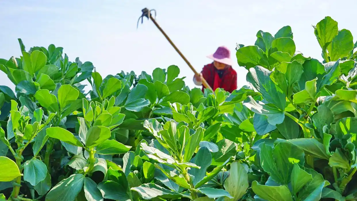 农忙时节雨纷纷下一句_早春时节农事忙_春耕时节农事忙