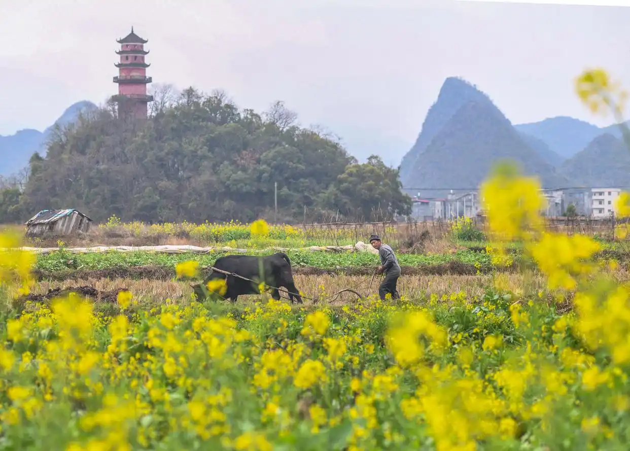 早春时节农事忙_春耕时节农事忙_农忙时节雨纷纷下一句