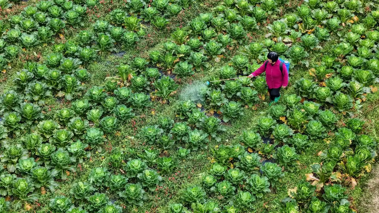 春耕时节农事忙_早春时节农事忙_农忙时节雨纷纷下一句