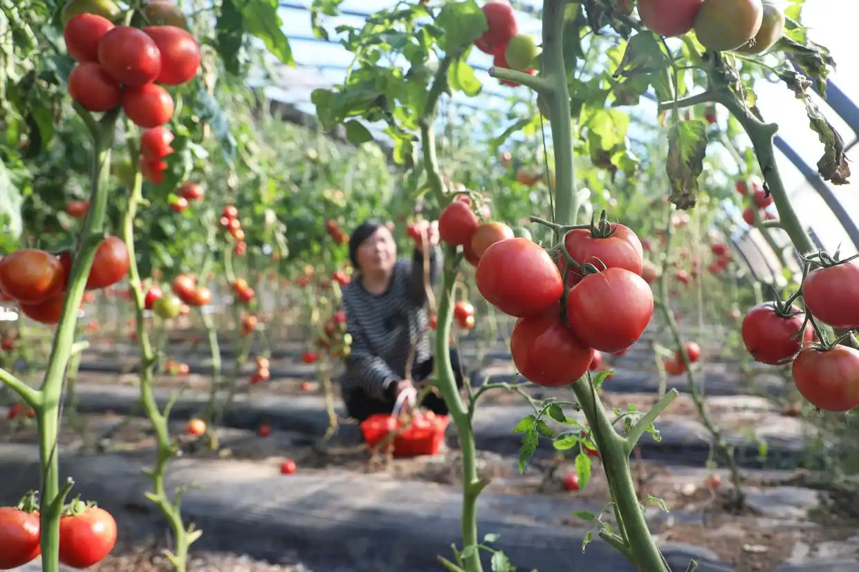 农忙时节雨纷纷下一句_早春时节农事忙_春耕时节农事忙