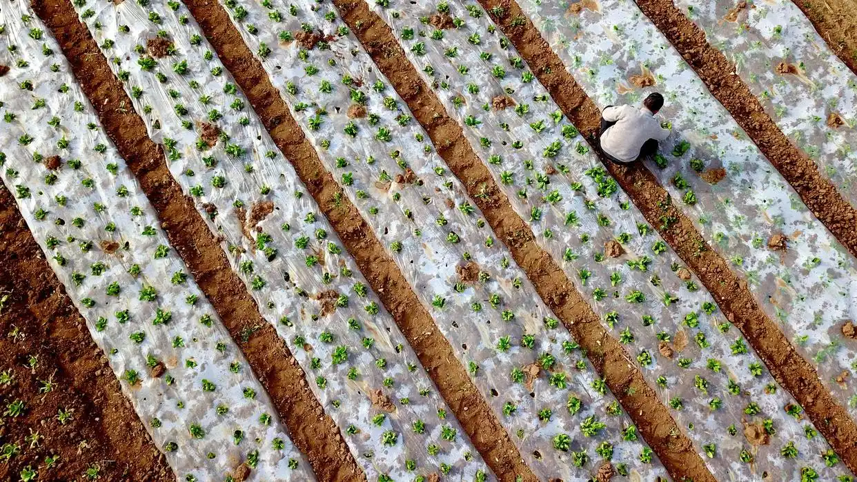 早春时节农事忙_春耕时节农事忙_农忙时节雨纷纷下一句