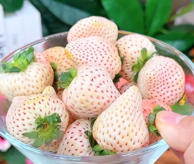 草莓的谣言_这些关于草莓的谣言不能信_草莓能晒成草莓干吗