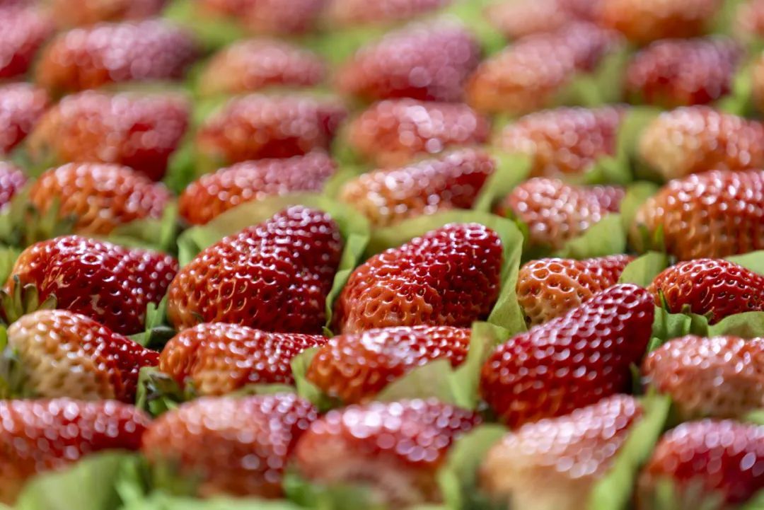 草莓的谣言_这些关于草莓的谣言不能信_草莓能晒成草莓干吗