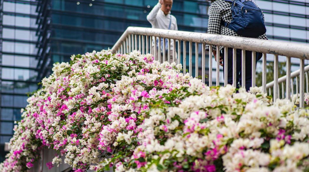 周三周四广州有点“夏日感” 下周一最低温降到10℃