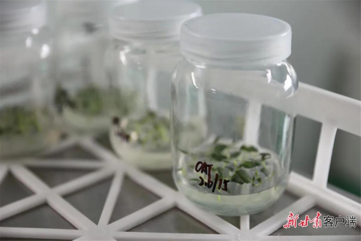 科技育苗助力春耕_科技助力春耕备耕_科技助力春耕生产