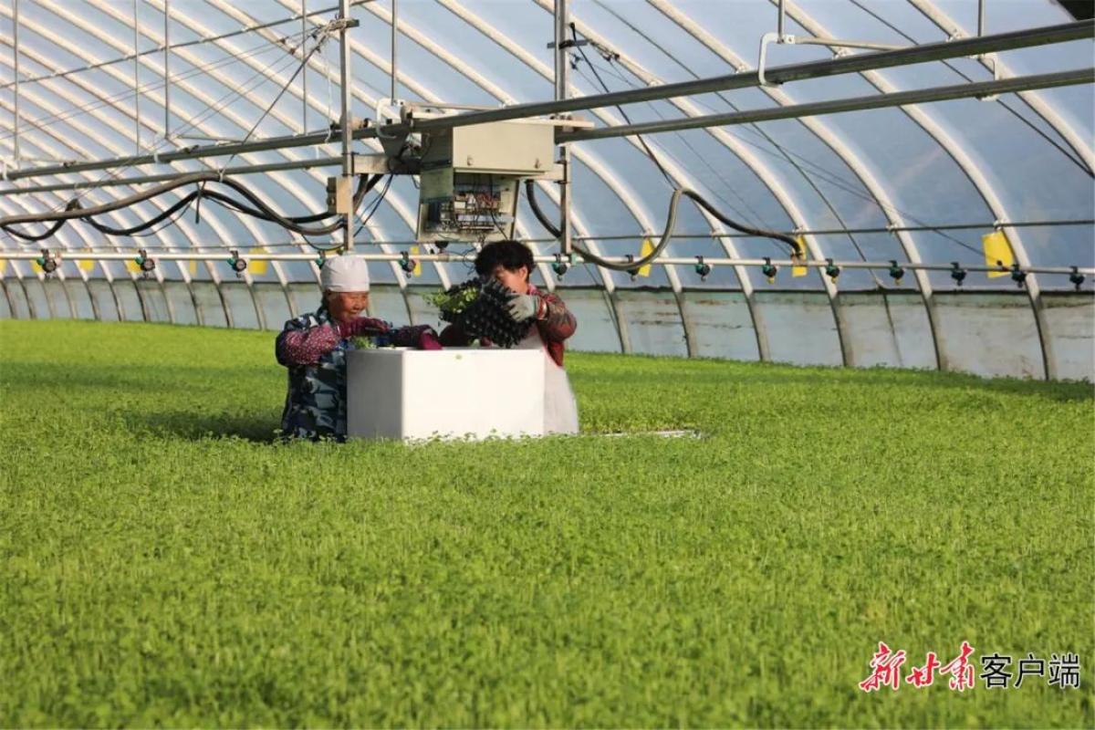 科技助力春耕备耕_科技助力春耕生产_科技育苗助力春耕