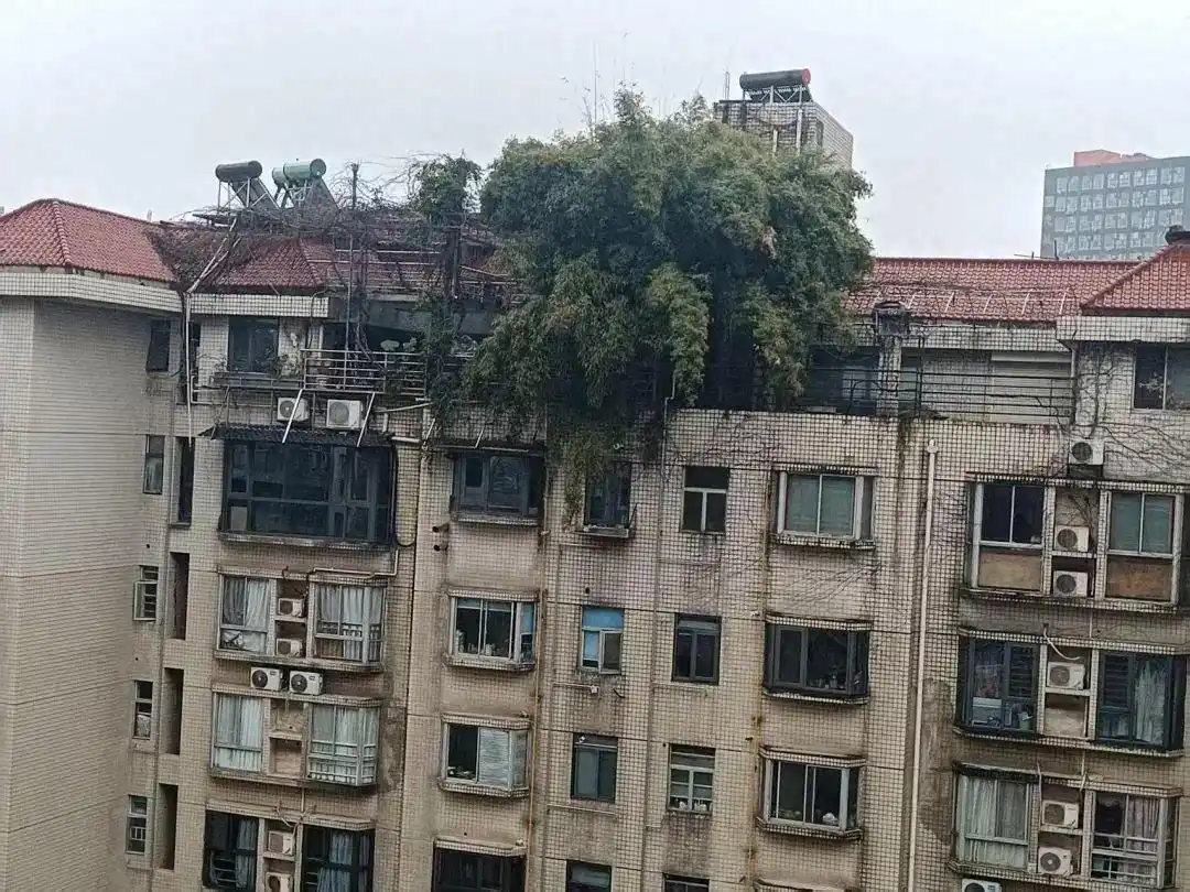 长沙楼顶种菜_长沙可以上去的楼顶_长沙一小区楼顶被种出茂密“丛林”
