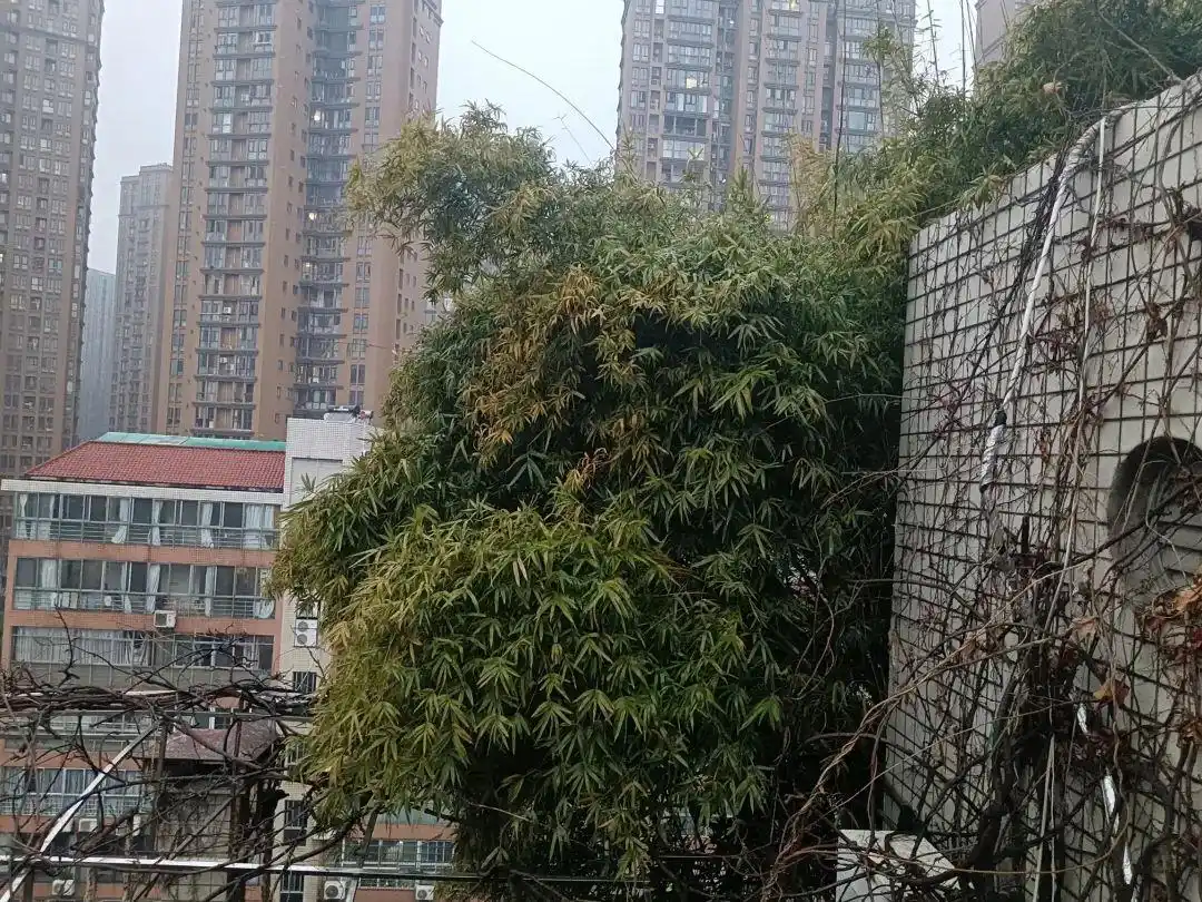 长沙楼顶种菜_长沙可以上去的楼顶_长沙一小区楼顶被种出茂密“丛林”