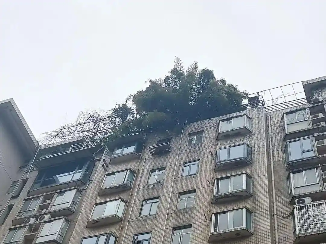 长沙一小区楼顶被种出茂密“丛林”_长沙楼顶种菜_长沙可以上去的楼顶
