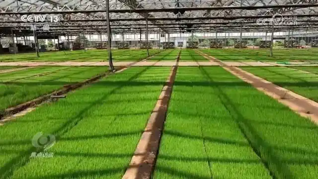 全面推进乡村振兴坚持吧_全面推进乡村振兴上_扎实推进乡村全面振兴