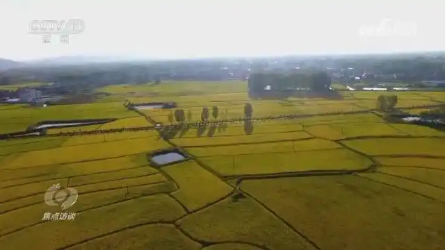 扎实推进乡村全面振兴_全面推进乡村振兴上_全面推进乡村振兴坚持吧