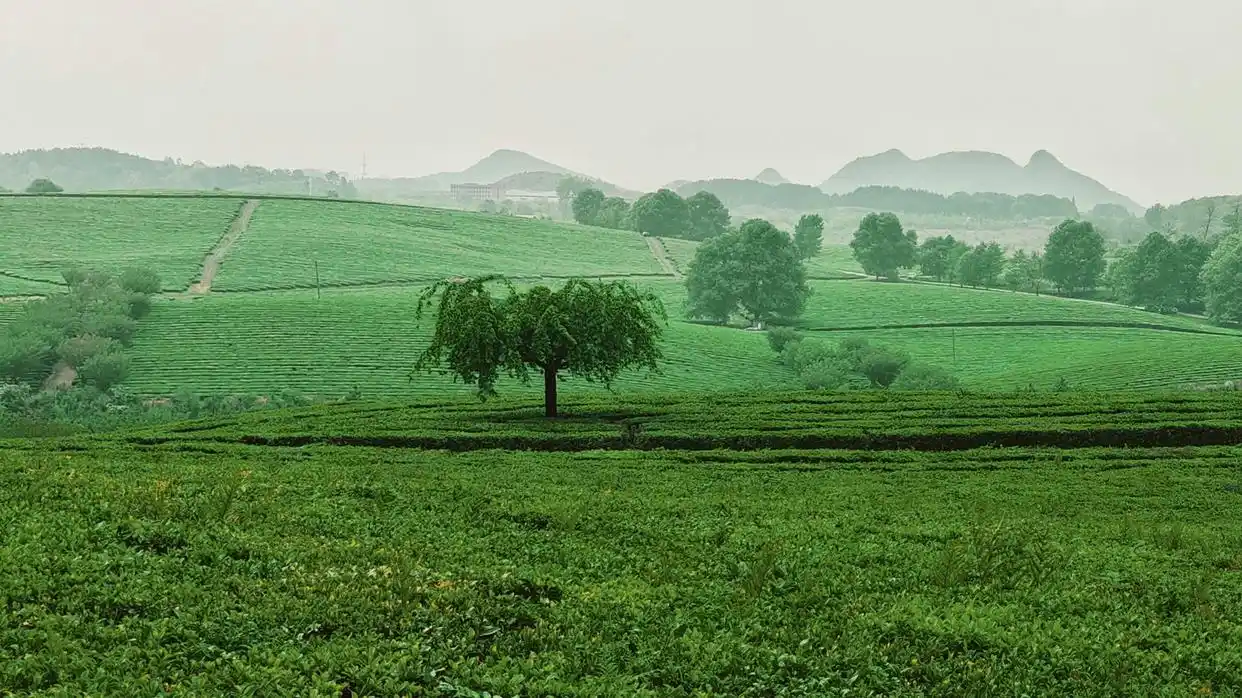 全面推进乡村振兴上_扎实推进乡村全面振兴_全面推进乡村振兴坚持吧