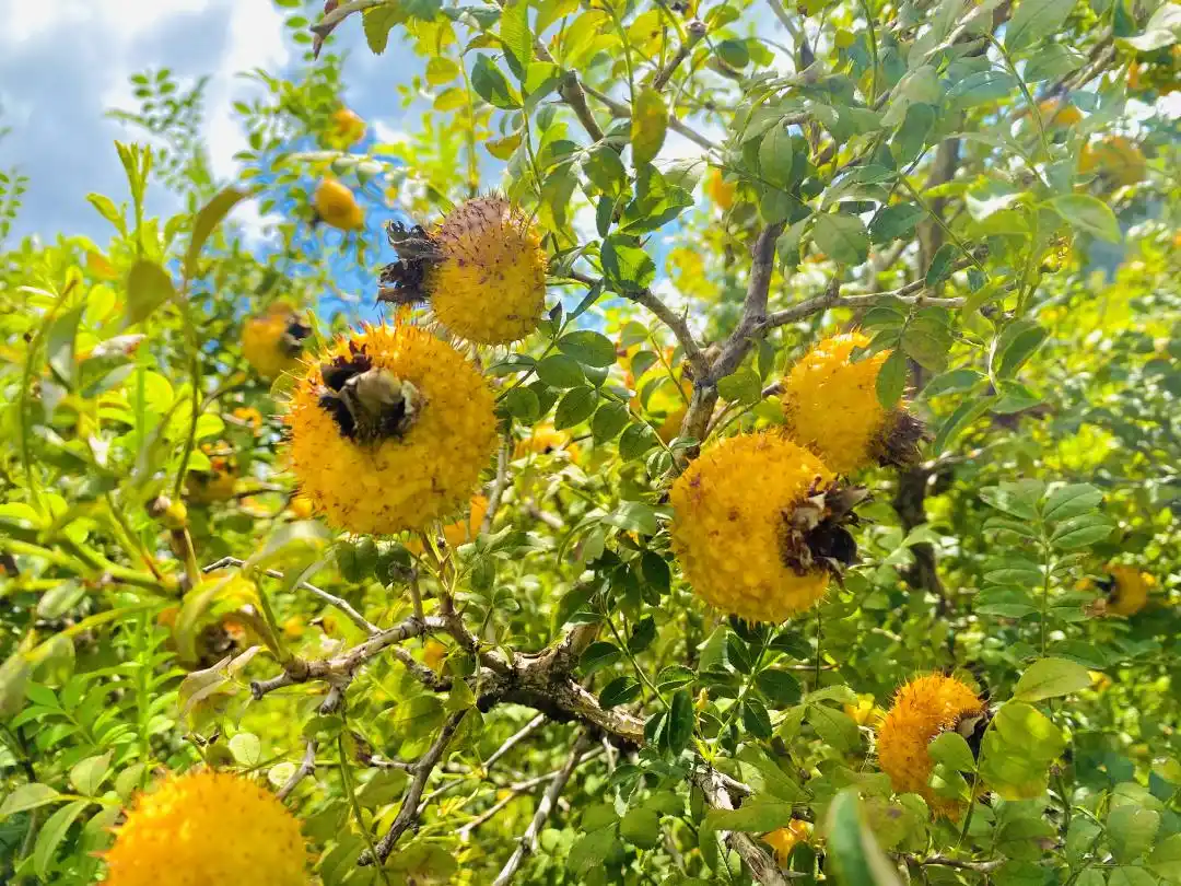 全面推进乡村振兴坚持吧_全面推进乡村振兴上_扎实推进乡村全面振兴