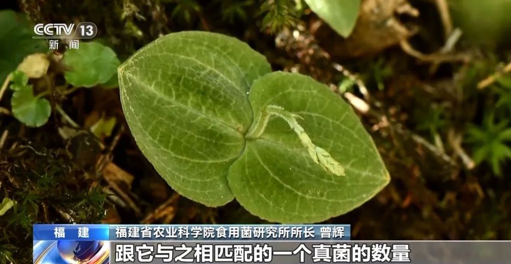 大蒜配咖啡下一句_大蒜也没想到自己成了咖啡搭子_大蒜加咖啡什么意思