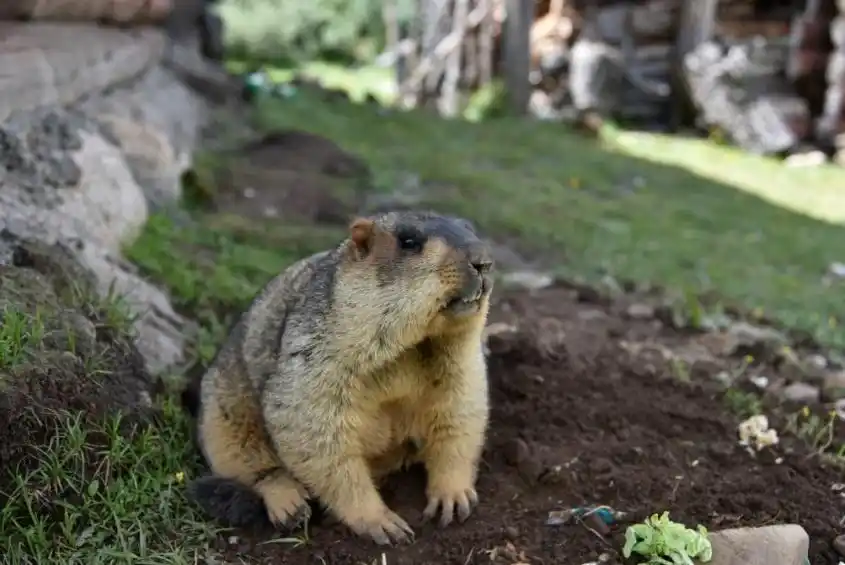 千万不要学哪吒戳鼠鼠鼻子_千万不要学哪吒戳鼠鼠鼻子_千万不要学哪吒戳鼠鼠鼻子