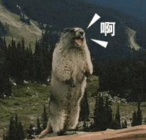 千万不要学哪吒戳鼠鼠鼻子 土拨鼠也能传播鼠疫