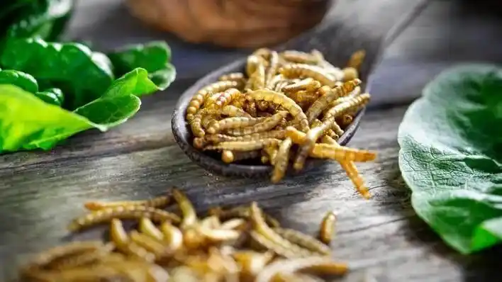 美上百名情报人员因色情聊天被解雇_名侦探柯南漫画1047话情报_眉山情报科人员