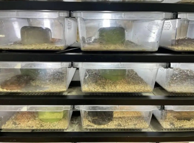 蛇宠走红 年轻人开始排队“撸蛇”