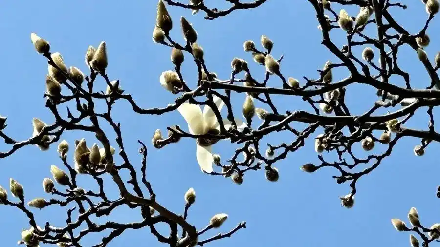 泽连斯基抵达英国_与春天撞个满怀的意思是什么_大学生优秀ppt作品下载