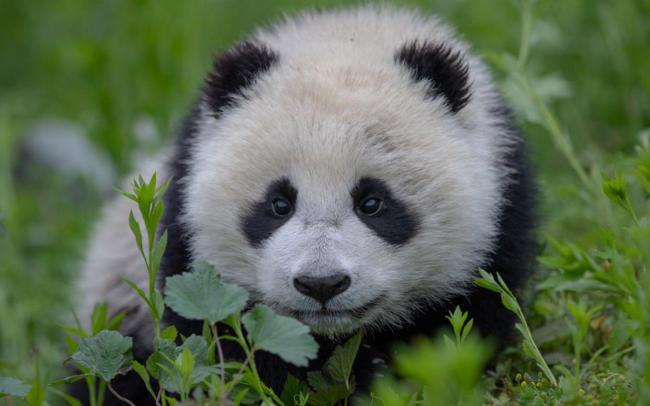 大熊猫野外种群增至近1900只