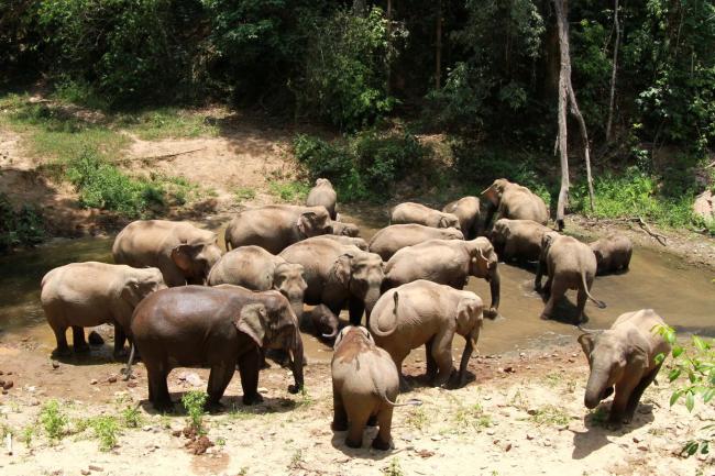 大熊猫野外种群增至近1900只 旗舰物种保护成效显著
