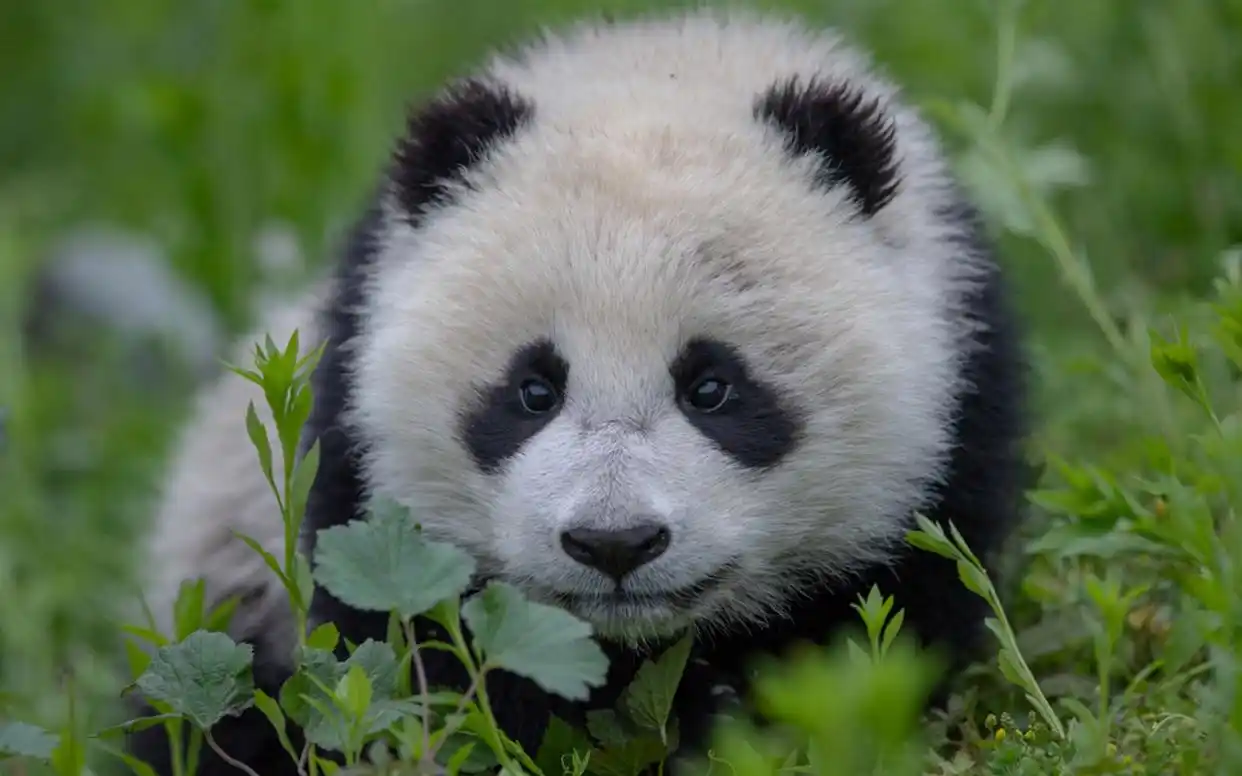 熊猫野外数量_大熊猫野外种群增至近1900只_大熊猫野外种群数量