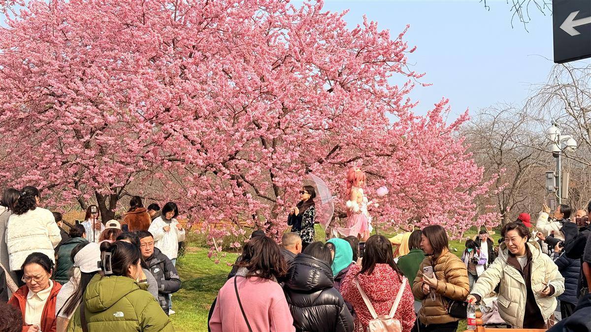 武汉东湖樱花园樱花开放期_武汉东湖樱花园21年开放时间_武汉东湖樱花园开园