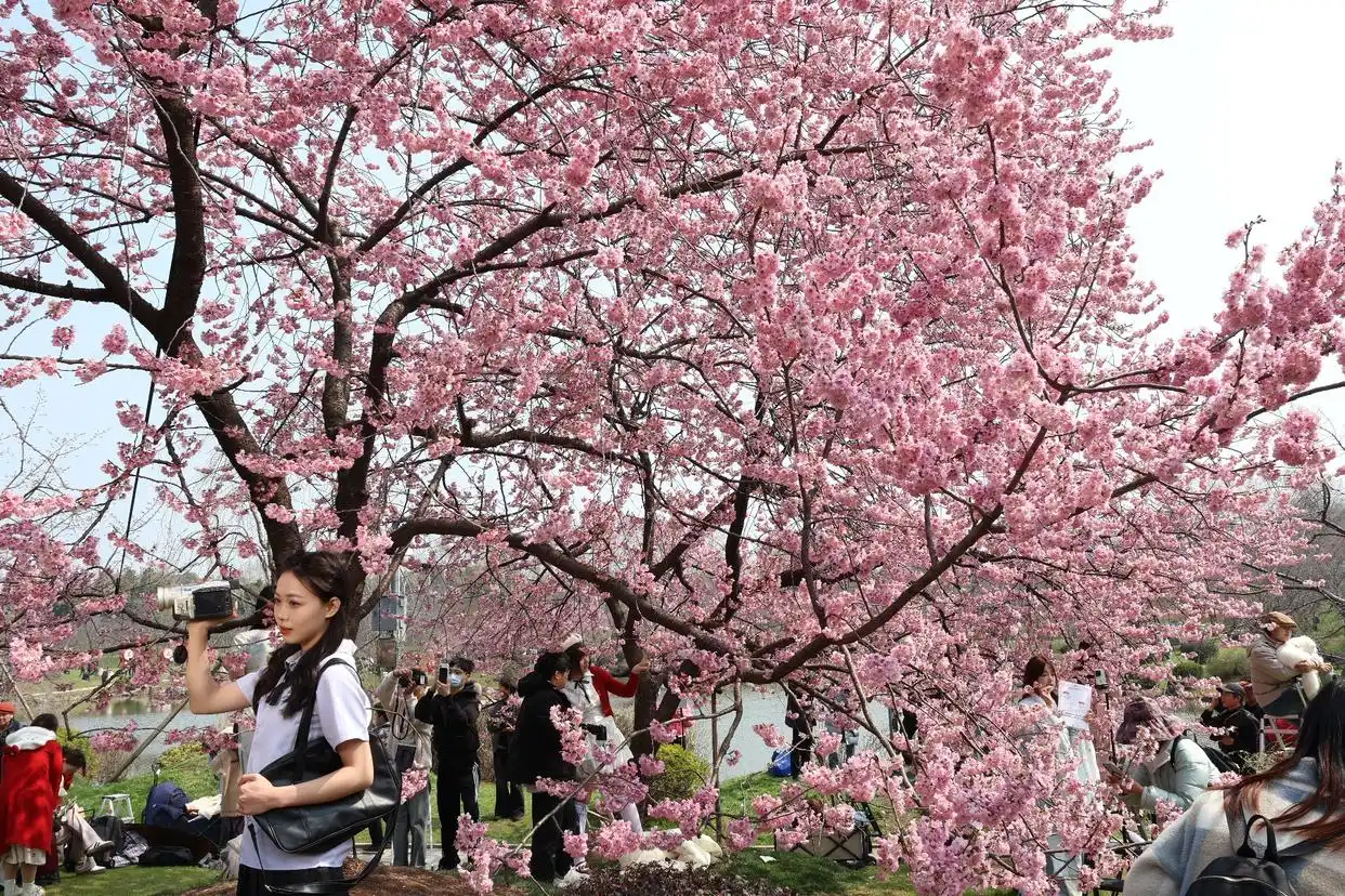 武汉东湖樱花园开园_湖北武汉东湖樱花园_武汉东湖樱花园樱花开放期