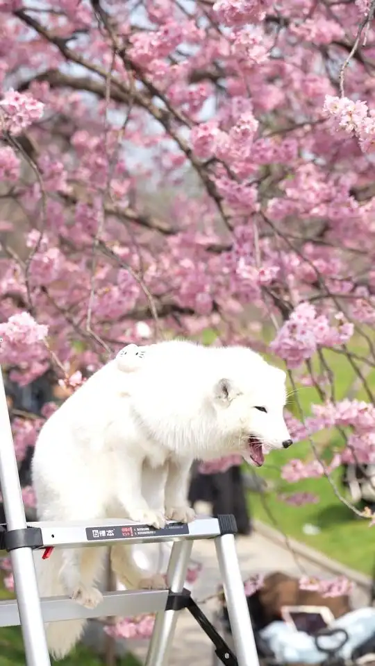 湖北武汉东湖樱花园_武汉东湖樱花园樱花开放期_武汉东湖樱花园开园
