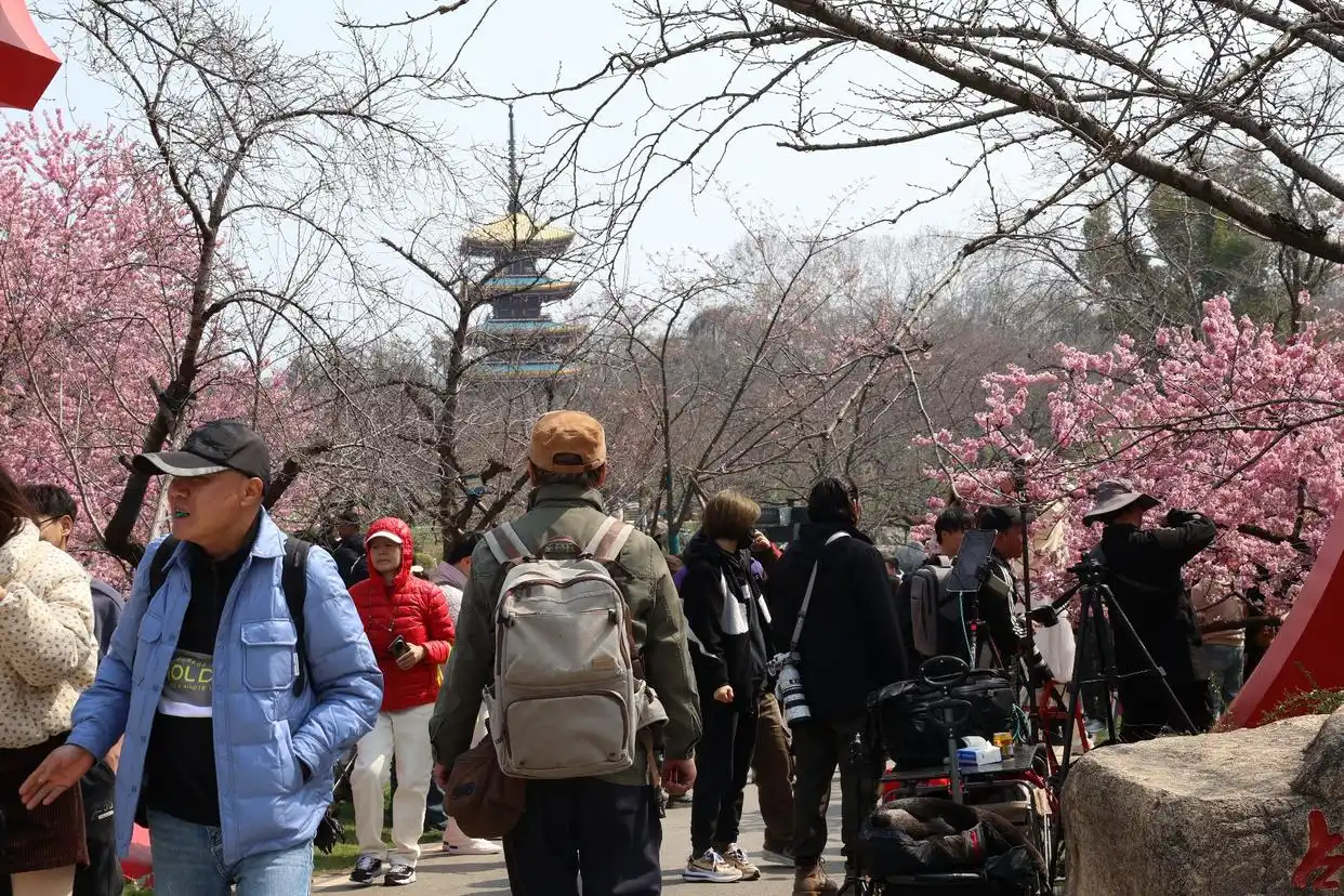 武汉东湖樱花园樱花开放期_湖北武汉东湖樱花园_武汉东湖樱花园开园