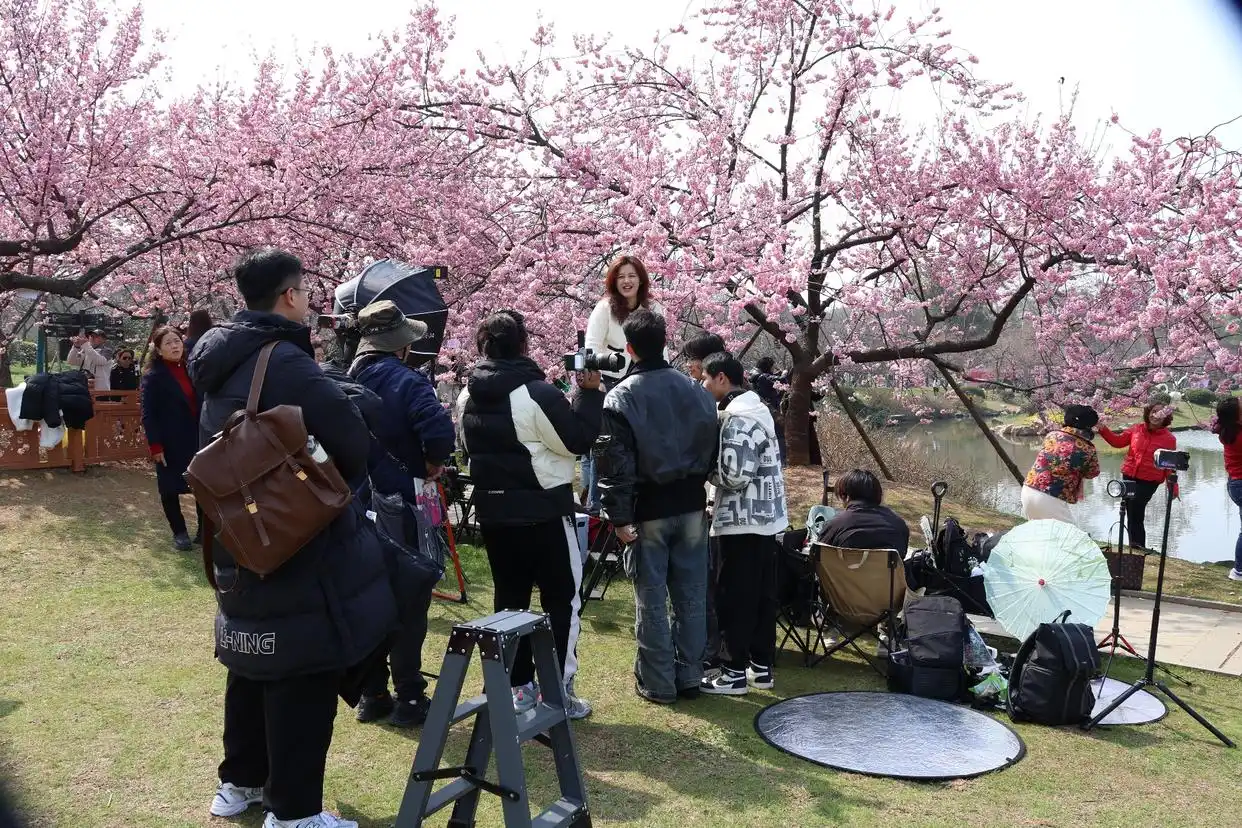 武汉东湖樱花园开园_湖北武汉东湖樱花园_武汉东湖樱花园樱花开放期