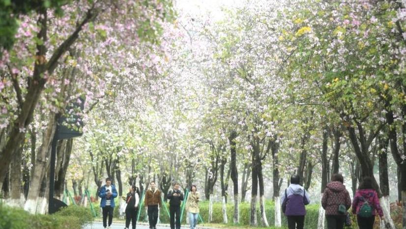 广州各区纷纷解除寒冷预警,3月12日起南风增强