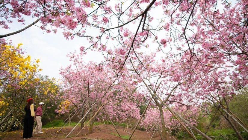 千株樱花灿如霞蔚,花神巡游,南沙樱花节连开16天