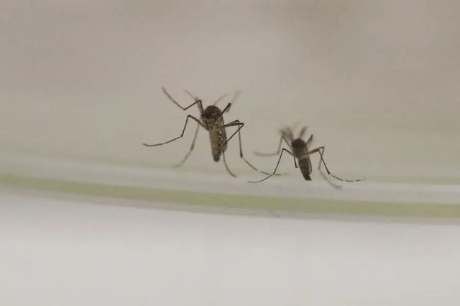 震晕蚊子的灭蚊神曲火了 专家回应 音乐影响感官非神奇功效